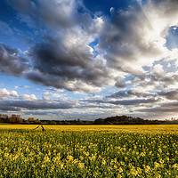 Buy canvas prints of Great Massingham Norfolk rapeseed fields at sunset by Simon Bratt LRPS