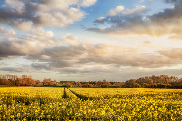 Great Massingham Norfolk rapeseed fields at sunset Picture Board by Simon Bratt LRPS