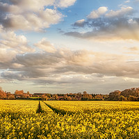 Buy canvas prints of Great Massingham Norfolk rapeseed fields at sunset by Simon Bratt LRPS