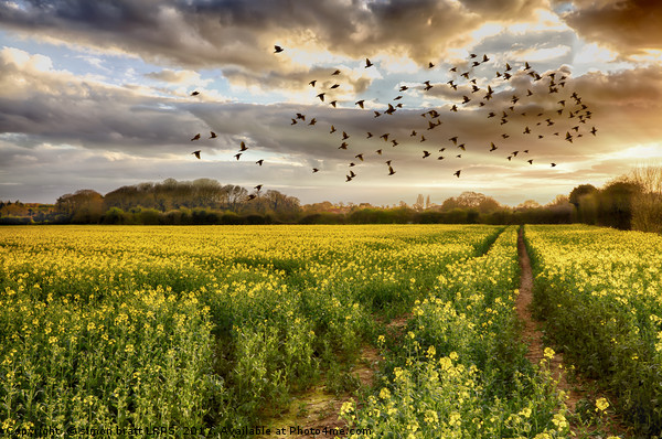 Norfolk rapeseed field at sunset with birds Picture Board by Simon Bratt LRPS
