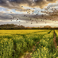 Buy canvas prints of Norfolk rapeseed field at sunset with birds by Simon Bratt LRPS