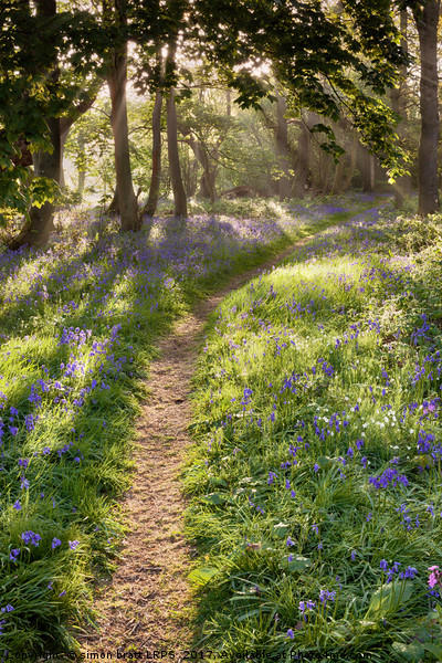 Bluebell woodland path with dreamy sunrise Picture Board by Simon Bratt LRPS