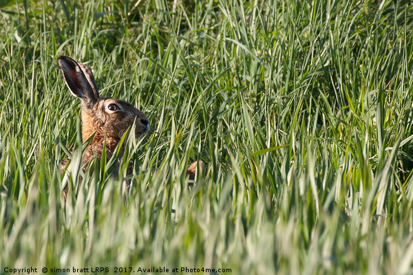 Wild hare close up in crops Picture Board by Simon Bratt LRPS