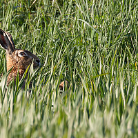 Buy canvas prints of Wild hare close up in crops by Simon Bratt LRPS