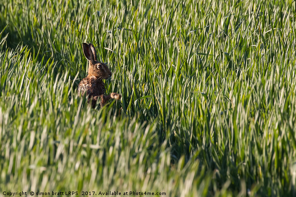 Wild hare close up in crop track Picture Board by Simon Bratt LRPS