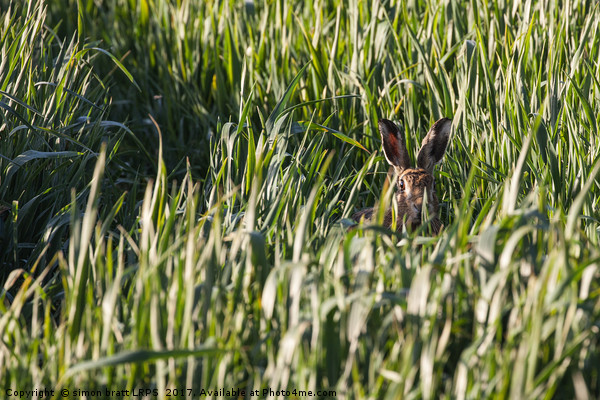 Wild Norfolk hare in crops looking at camera Picture Board by Simon Bratt LRPS