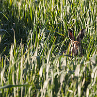 Buy canvas prints of Wild Norfolk hare in crops looking at camera by Simon Bratt LRPS