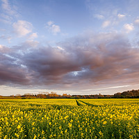 Buy canvas prints of Stunning rapeseed fields at sunset Massingham Norf by Simon Bratt LRPS