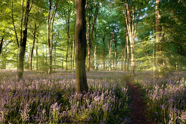 Sunrise in bluebell forest with little path Picture Board by Simon Bratt LRPS