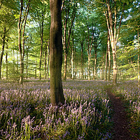 Buy canvas prints of Sunrise in bluebell forest with little path by Simon Bratt LRPS