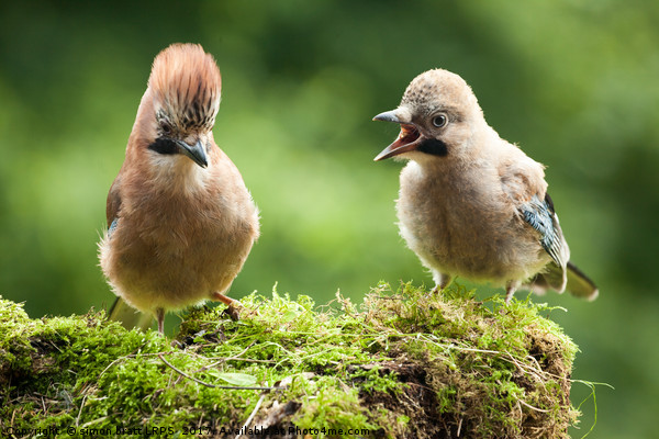 Jay bird mother with young chick Picture Board by Simon Bratt LRPS