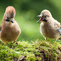 Buy canvas prints of Jay bird mother with young chick by Simon Bratt LRPS