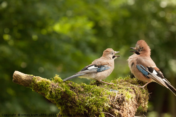 Jay bird feeding young chick Picture Board by Simon Bratt LRPS