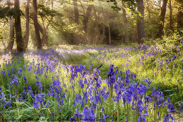 Bluebells woodland path with glowing sunrise light Picture Board by Simon Bratt LRPS