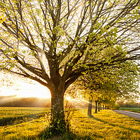 Buy canvas prints of Sunset through a line of rural trees by Simon Bratt LRPS