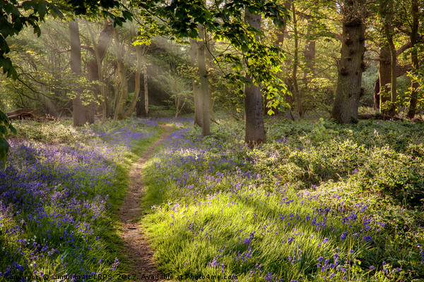 Stunning bluebell woodland path with magical light Picture Board by Simon Bratt LRPS