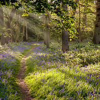 Buy canvas prints of Stunning bluebell woodland path with magical light by Simon Bratt LRPS