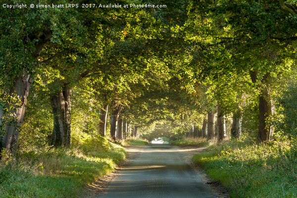 Tree arches over a country lane Picture Board by Simon Bratt LRPS