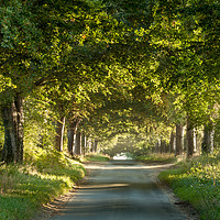 Buy canvas prints of Tree arches over a country lane by Simon Bratt LRPS