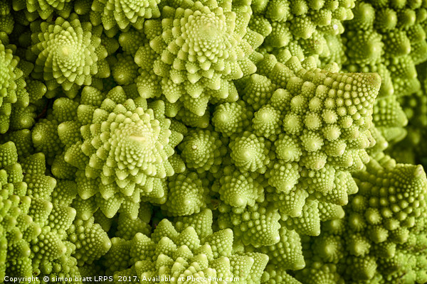 Romanesco broccoli vegetable close up Picture Board by Simon Bratt LRPS