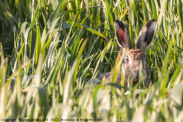 Wild hare in crops looking at camera Norfolk Picture Board by Simon Bratt LRPS