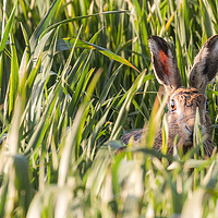 Buy canvas prints of Wild hare in crops looking at camera Norfolk by Simon Bratt LRPS