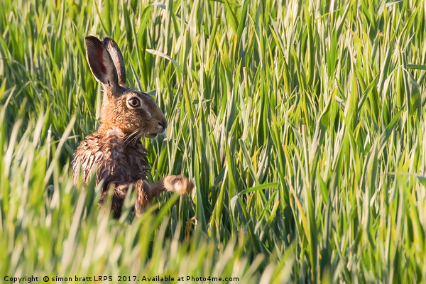 Wild hare bathing in the morning sunlight Picture Board by Simon Bratt LRPS
