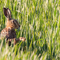 Buy canvas prints of Wild hare bathing in the morning sunlight by Simon Bratt LRPS