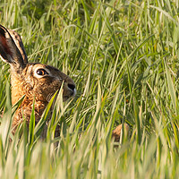Buy canvas prints of Wild hare close up in crop track by Simon Bratt LRPS