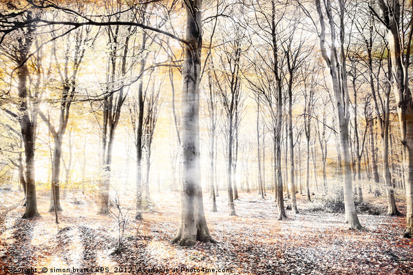 Whispering woodland in autumn fall Picture Board by Simon Bratt LRPS