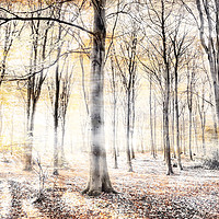 Buy canvas prints of Whispering woodland in autumn fall by Simon Bratt LRPS