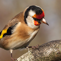 Buy canvas prints of European goldfinch bird close up   by Simon Bratt LRPS