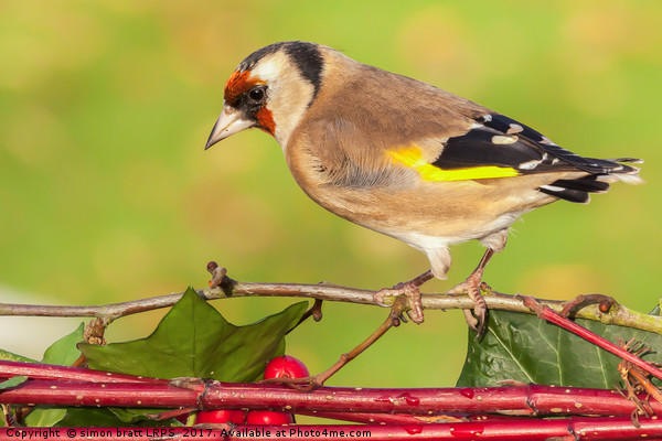 European goldfinch bird close up   Picture Board by Simon Bratt LRPS