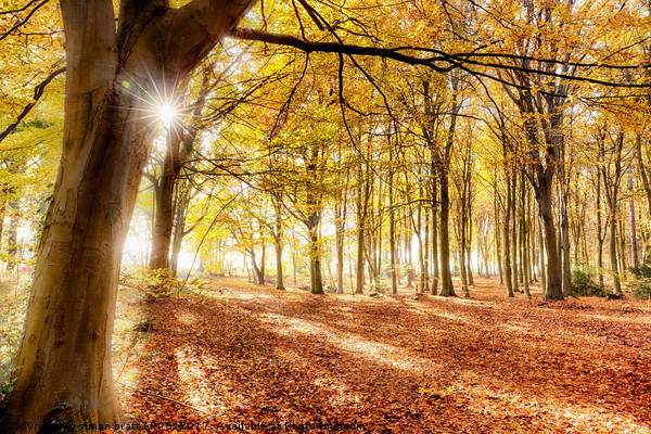 Autumn in amazing colour Picture Board by Simon Bratt LRPS