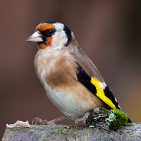 Buy canvas prints of European goldfinch bird close up   by Simon Bratt LRPS