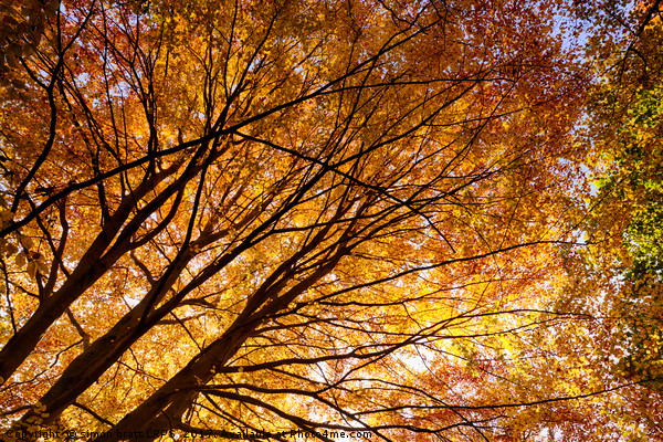 Stunning autumn English trees Picture Board by Simon Bratt LRPS