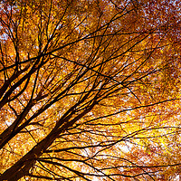 Buy canvas prints of Stunning autumn English trees by Simon Bratt LRPS