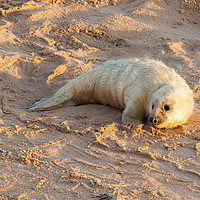 Buy canvas prints of Baby newborn seal pup on the beach by Simon Bratt LRPS