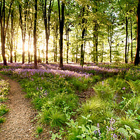 Buy canvas prints of Bluebell woods with birds flocking  by Simon Bratt LRPS