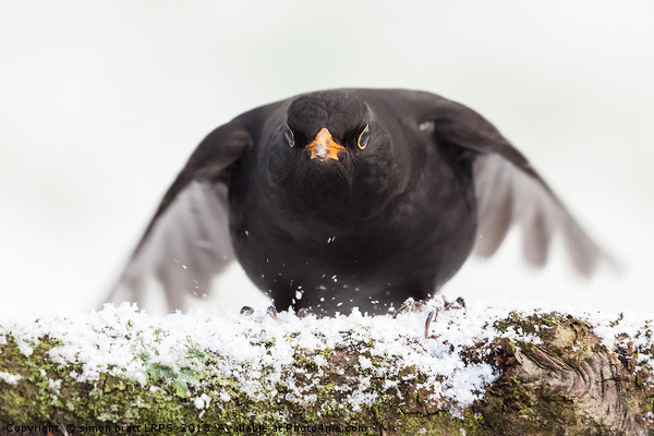 Blackbird close up landing in winter Picture Board by Simon Bratt LRPS