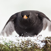 Buy canvas prints of Blackbird close up landing in winter by Simon Bratt LRPS