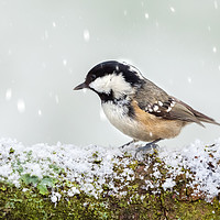 Buy canvas prints of Coal tit wild bird on snowy log by Simon Bratt LRPS