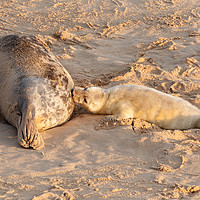 Buy canvas prints of New born seal pup and mother feeding young by Simon Bratt LRPS