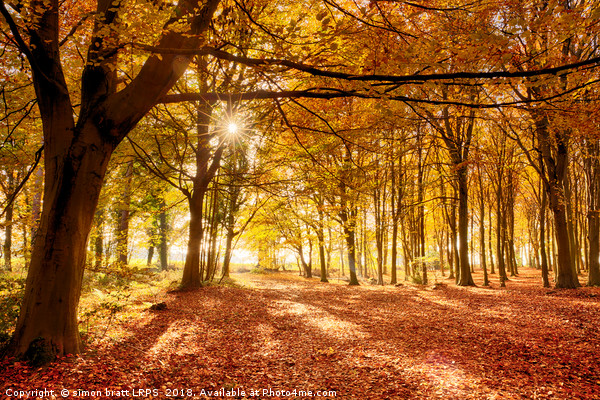 Amazing forest colours in autumn fall Picture Board by Simon Bratt LRPS