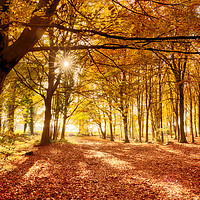 Buy canvas prints of Amazing forest colours in autumn fall by Simon Bratt LRPS
