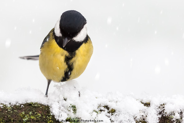 Great tit (Parus major) close up perched on a snow Picture Board by Simon Bratt LRPS