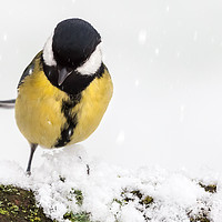 Buy canvas prints of Great tit (Parus major) close up perched on a snow by Simon Bratt LRPS