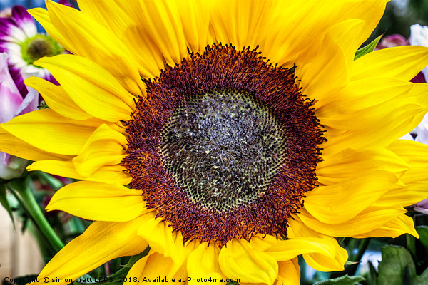 Large sunflower head viewed from above Picture Board by Simon Bratt LRPS