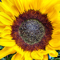 Buy canvas prints of Large sunflower head viewed from above by Simon Bratt LRPS
