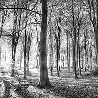 Buy canvas prints of Forest of whispering winds by Simon Bratt LRPS